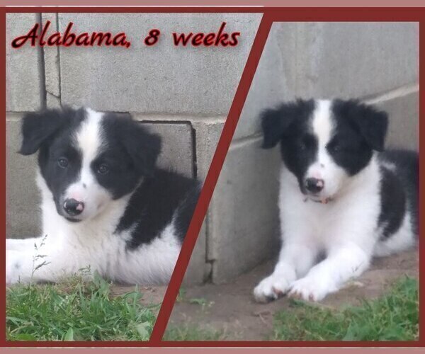 Medium Photo #36 Border Collie Puppy For Sale in BROOKFIELD, MO, USA