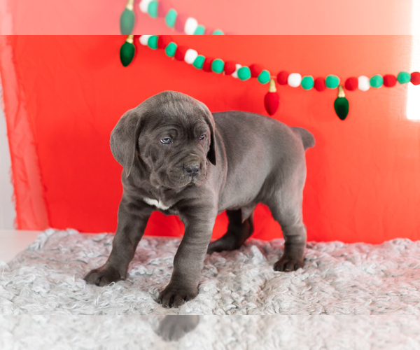 Medium Photo #3 Cane Corso Puppy For Sale in BOURBON, IN, USA