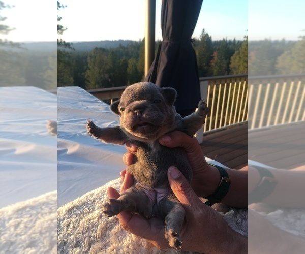 Medium Photo #16 French Bulldog Puppy For Sale in PLACERVILLE, CA, USA