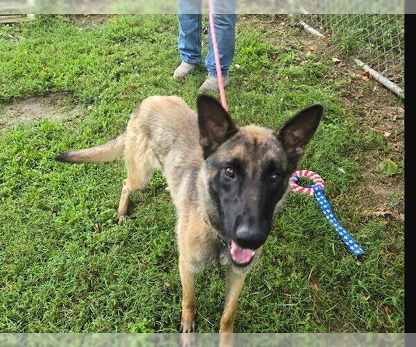 Medium Photo #2 Mutt Puppy For Sale in Imlay City, MI, USA