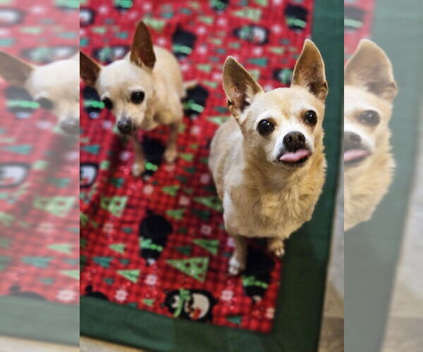 Medium Photo #2 Chihuahua-Unknown Mix Puppy For Sale in oakland, FL, USA