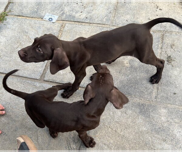 Medium Photo #2 German Shorthaired Pointer Puppy For Sale in Stephens City, VA, USA