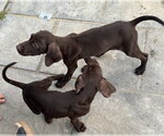 Small #1 German Shorthaired Pointer