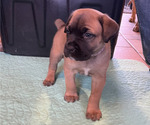 Puppy Violet Boerboel-Cane Corso Mix
