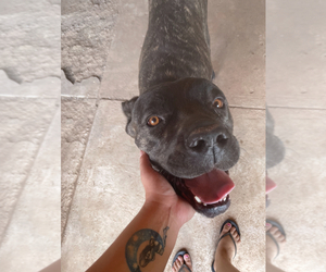 Mother of the Cane Corso puppies born on 05/07/2025
