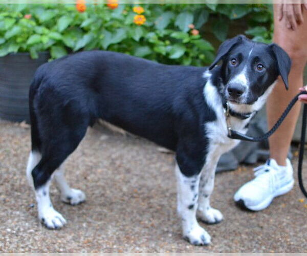 Medium Photo #3 Pointer-Unknown Mix Puppy For Sale in Enfield, CT, USA