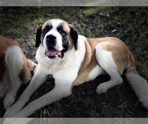 Father of the Saint Bernard puppies born on 01/29/2023