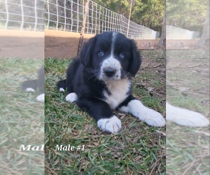 Australian Shepherd Puppy for sale in APPOMATTOX, VA, USA