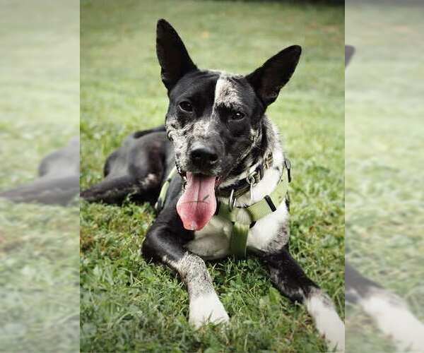 Medium Photo #14 Mutt Puppy For Sale in Candler, NC, USA