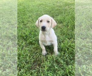 Labrador Retriever Puppy for sale in SACRED HEART, MN, USA