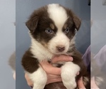 Small Photo #4 Australian Shepherd Puppy For Sale in MOUNT PULASKI, IL, USA