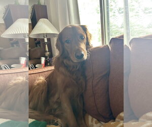 Ruby - Female Golden Retriever Dog for Adoption - Photo #2