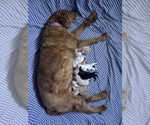 Labradoodle Puppy for sale in CONWAY, SC, USA