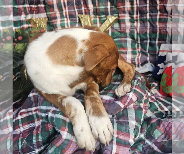 Medium Photo #14 Dachshund-Vizsla Mix Puppy For Sale in Wakefield, RI, USA