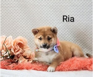 Medium Shiba Inu