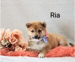 Puppy Ria Shiba Inu