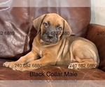 Puppy Black Collar M Cane Corso