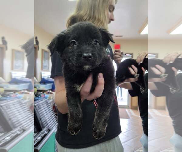 Medium Photo #4 Border Collie-Unknown Mix Puppy For Sale in Martinsburg, WV, USA
