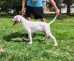 Puppy 1 Dogo Argentino