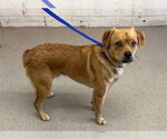 Small Labrador Retriever-Pug Mix