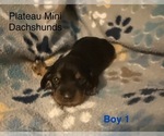 Small #7 Dachshund