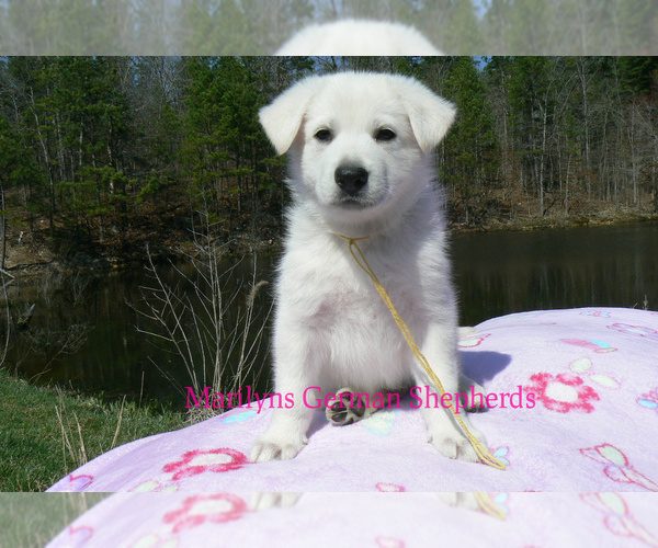 Medium Photo #5 German Shepherd Dog Puppy For Sale in PIEDMONT, MO, USA