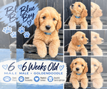 Puppy Blue Double Doodle
