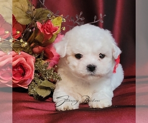 Bichon Frise Puppy for Sale in BREMEN, Georgia USA