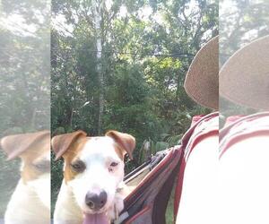 Parson Russell Terrier Puppy for sale in INVERNESS, FL, USA