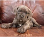 Puppy 1 Cane Corso