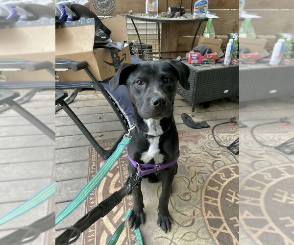 Medium Photo #2 American Pit Bull Terrier-Labrador Retriever Mix Puppy For Sale in Brewster, NY, USA