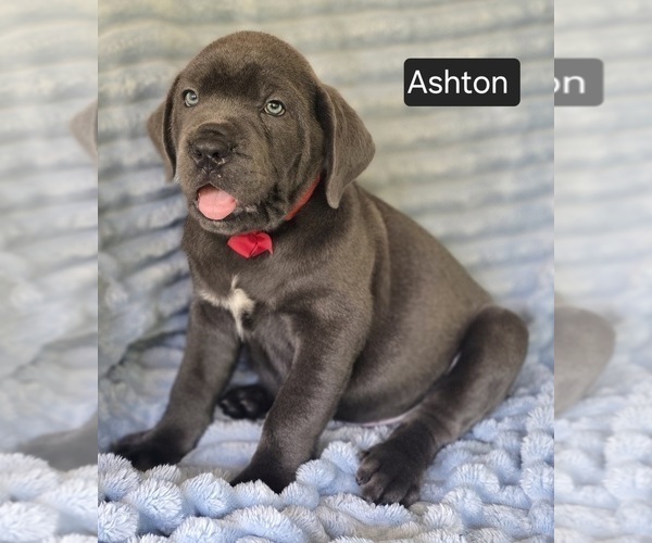 Medium Photo #12 Cane Corso Puppy For Sale in MINERAL WELLS, WV, USA