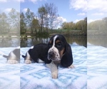 Small Photo #15 Basset Hound Puppy For Sale in PETERSBURG, IN, USA