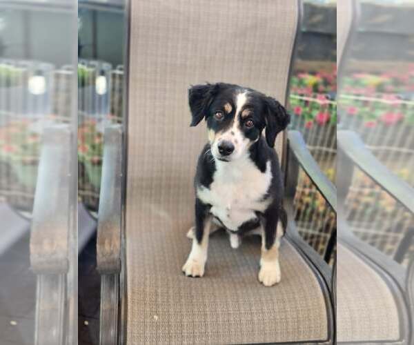 Medium Photo #9 Australian Shepherd Puppy For Sale in Sandy, UT, USA