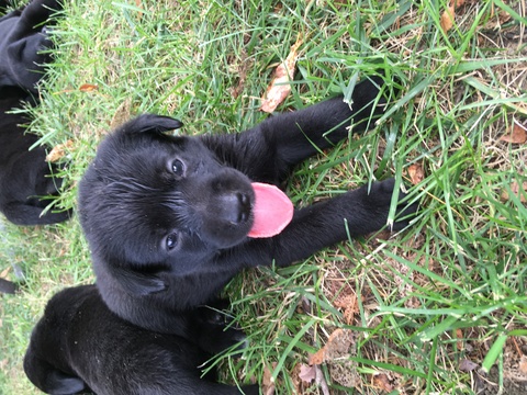 Medium Photo #1 Labrador Retriever-Unknown Mix Puppy For Sale in HANNIBAL, MO, USA