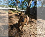 Small Photo #5 Plott Hound-Unknown Mix Puppy For Sale in Albemarle, NC, USA