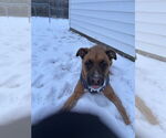 Small #8 Boxer Mix