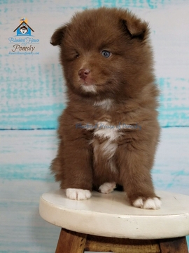 Medium Photo #8 Pomeranian-Pomsky Mix Puppy For Sale in ANDOVER, MN, USA