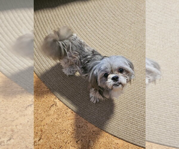 Medium Photo #4 Shih Tzu Puppy For Sale in Andover, MN, USA