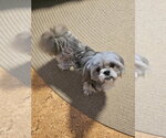 Small #3 Shih Tzu