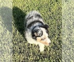 Small #10 Shetland Sheepdog