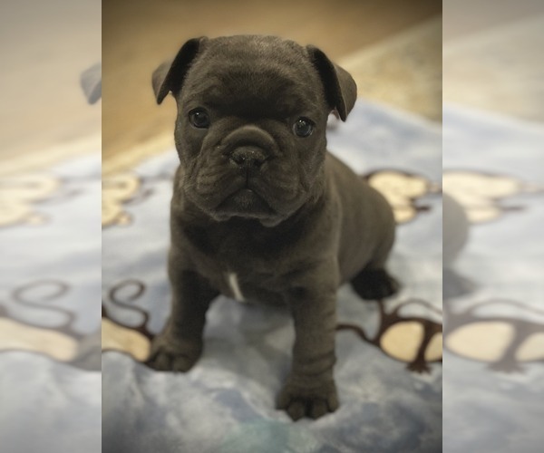 Medium Photo #3 French Bulldog Puppy For Sale in Wake Forest, NC, USA