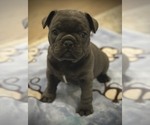 Small Photo #3 French Bulldog Puppy For Sale in Wake Forest, NC, USA
