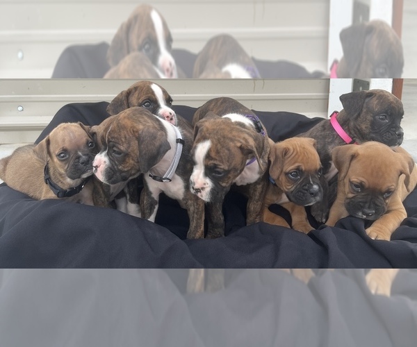 Medium Photo #36 Boxer Puppy For Sale in LUCERNE VALLEY, CA, USA