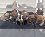 Small Photo #36 Boxer Puppy For Sale in LUCERNE VALLEY, CA, USA