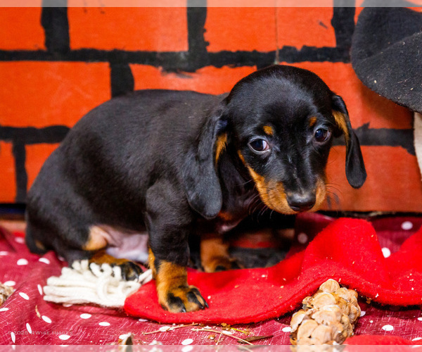 Medium Photo #47 Dachshund Puppy For Sale in WAKARUSA, IN, USA