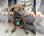 Small #19 American Pit Bull Terrier Mix