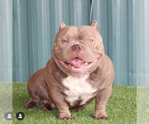 Father of the American Bully puppies born on 02/26/2022