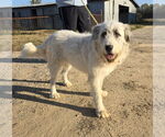 Small #4 Great Pyrenees