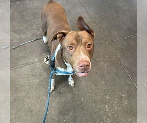 Plott Hound-Unknown Mix Dogs for adoption in Tavares, FL, USA